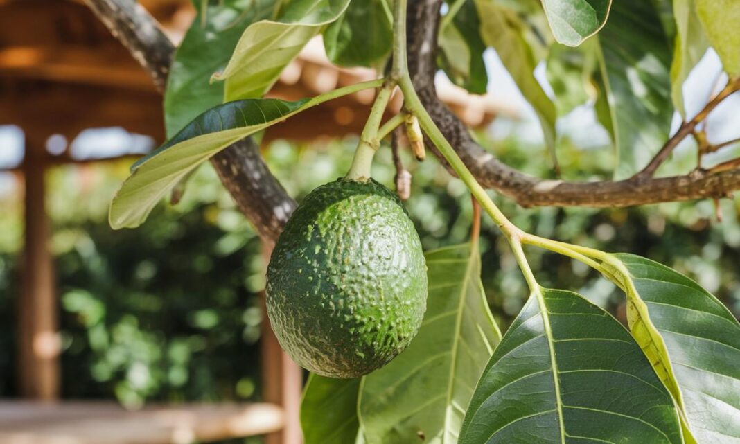 Awokado z pestki: jak wyhodować własne drzewko w domu?