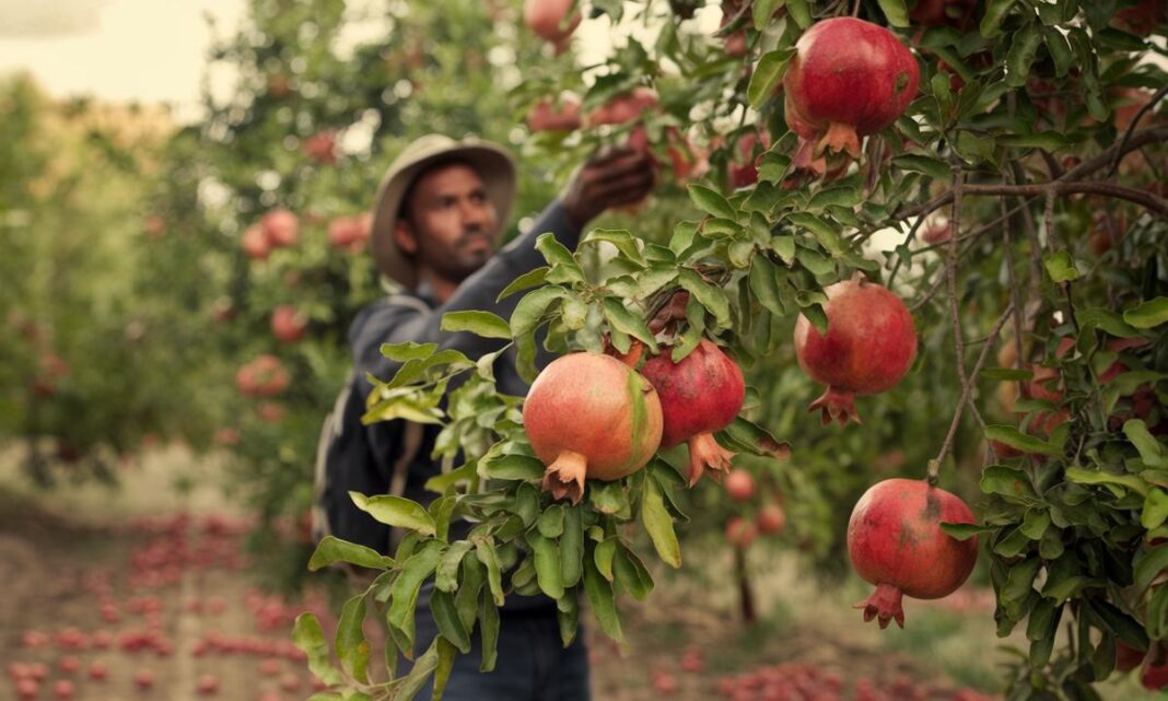 Fascynujący świat granatów: jak hodować ten egzotyczny krzew w donicy