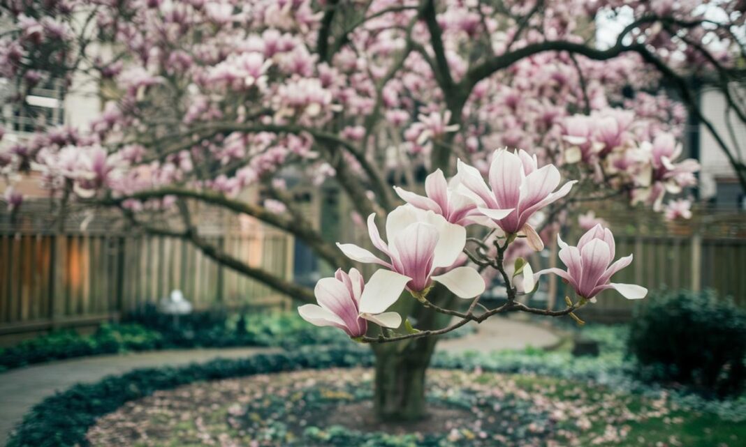 Jak szybko rośnie magnolia: sekrety efektownego rozwoju?