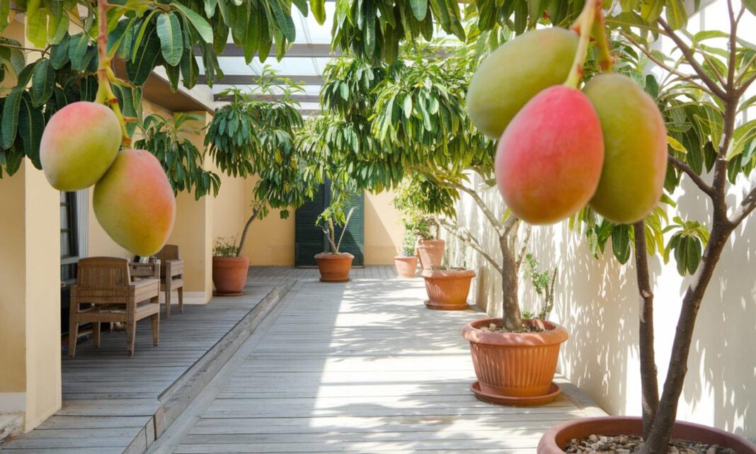 Jak uprawiać mango w domu: przewodnik krok po kroku