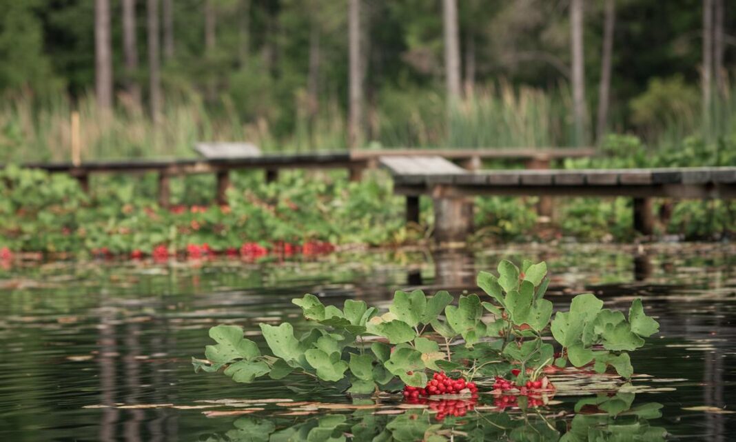 Jak uprawiać żurawinę w ogrodzie: sekrety sukcesu?